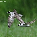 Two White-winged Black Terns in Tingara Street. Flying over the grass land. 